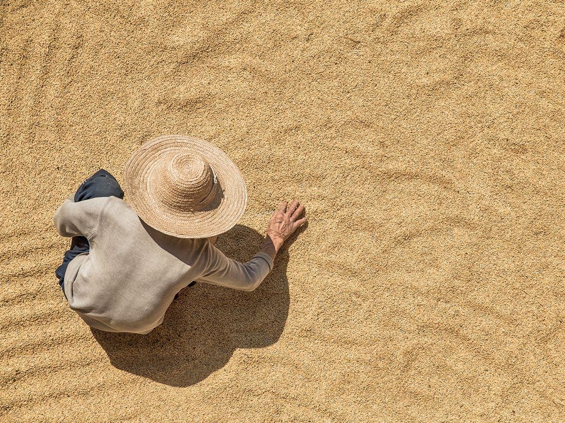 farmer inspecting grain harvest